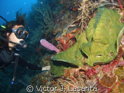 Limary on a close up look to nice sponges at 95' in balco... by Victor J. Lasanta 